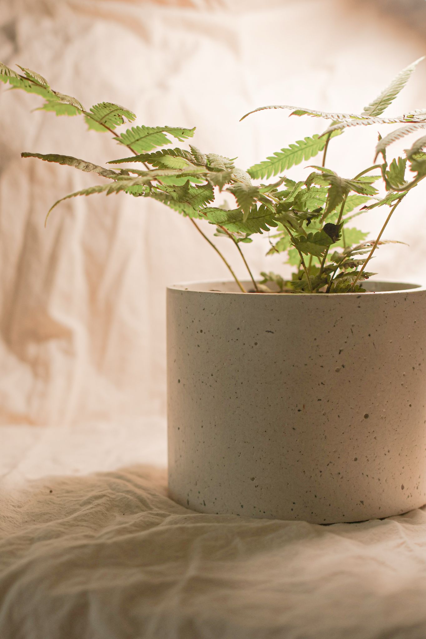 Concrete Pot